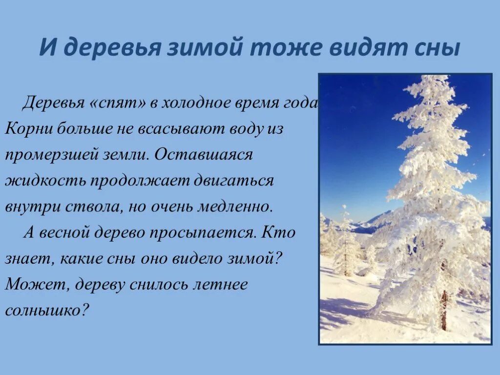 Деревья зимой стих. Рассказ деревья зимой. Почему деревья зимой спят?. Стихотворение деревья спят.