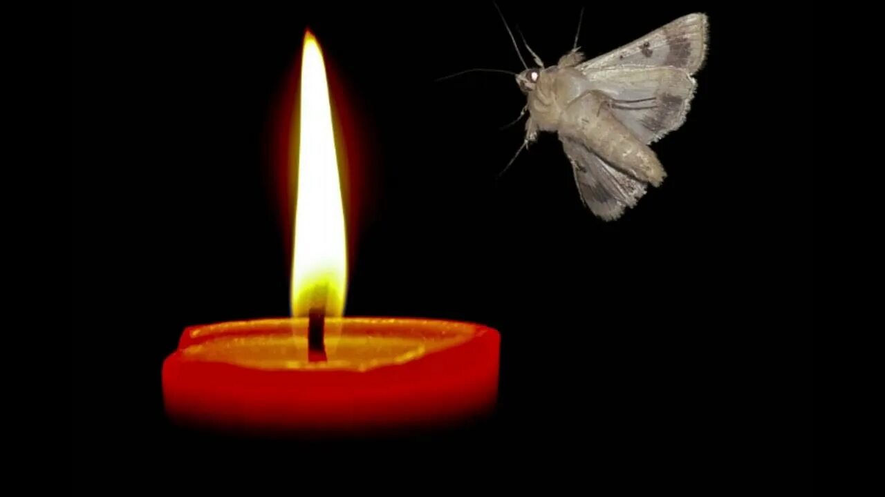 Moth to a flame перевод. Moth to a Flame. Moth to a Flame обложки. Moth to a Flame the Weeknd. Moth to a Flame the Weeknd обложка.