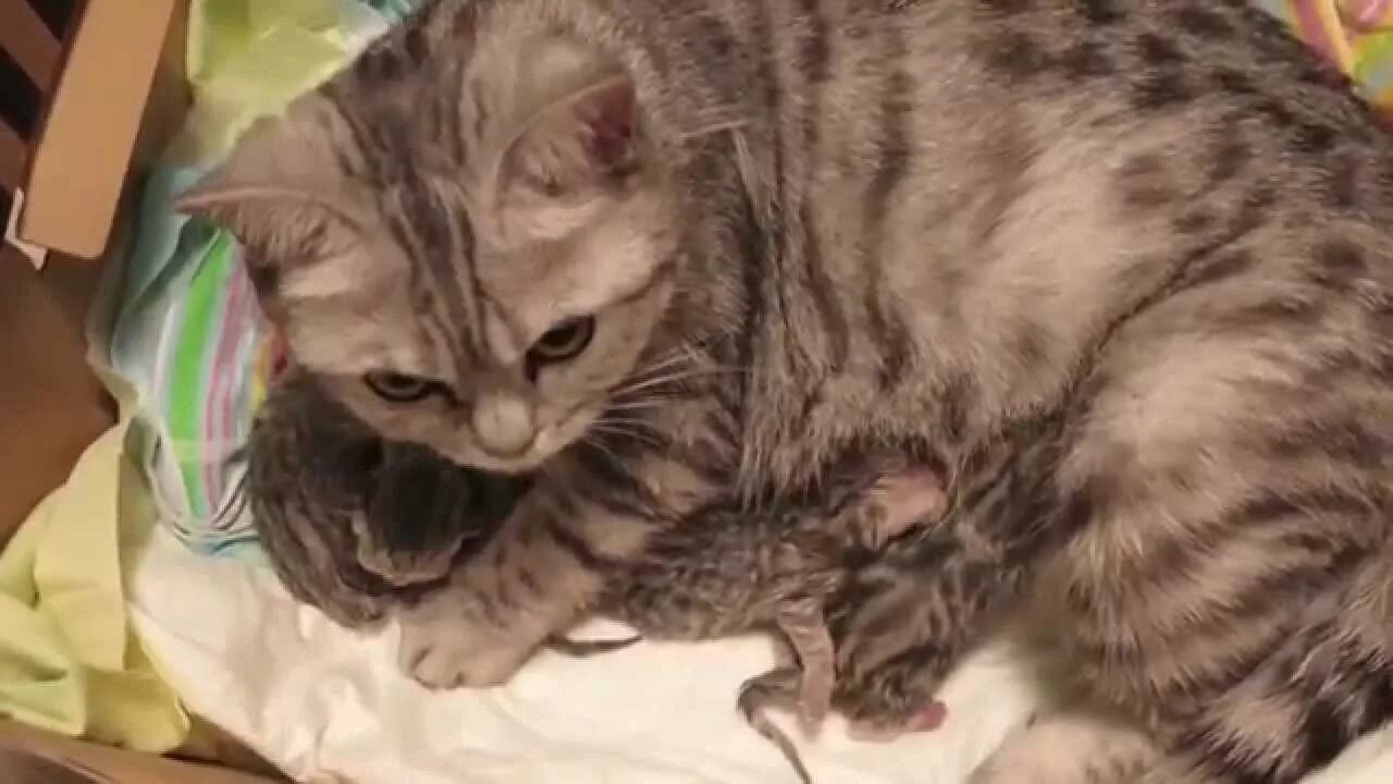 Our 3 weeks old kitten sleeping and purring at the same time. - YouTube