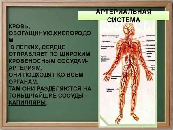 Как устроена кровеносная система 3 класс. Кровеносная система 3 класс. кровеносная система окружающий мир. кровеносная система доклад. презентация на тему кровеносная система.