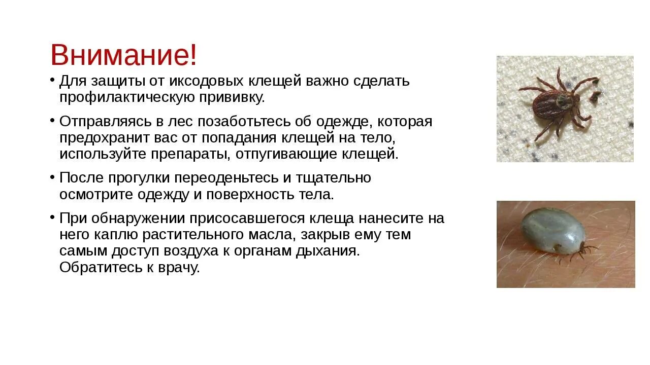 Где водятся энцефалитные клещи. Личинка иксодового клеща строение. Иксодовые клещи клещи. Цикл развития иксодового клеща. Стадии развития клещей Таёжный клещ.