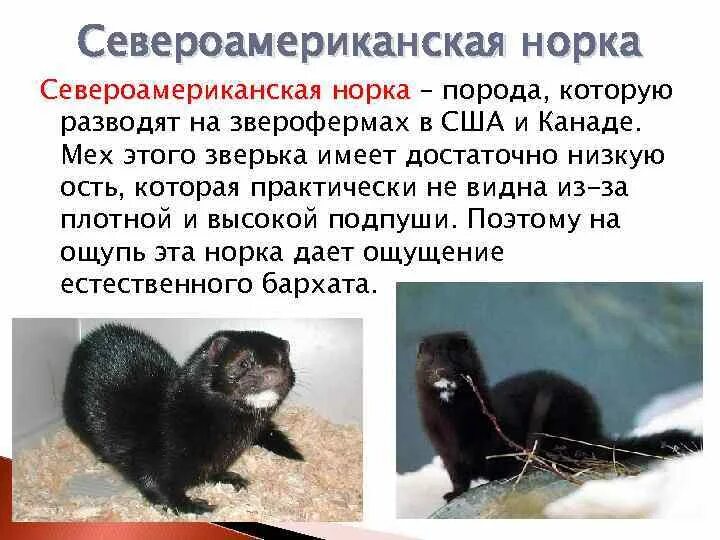 Норка место обитания. Среднерусская европейская норка. Европейская норка красная книга. Европейская норка краткое описание. Европейская норка – mustela lutreola l.