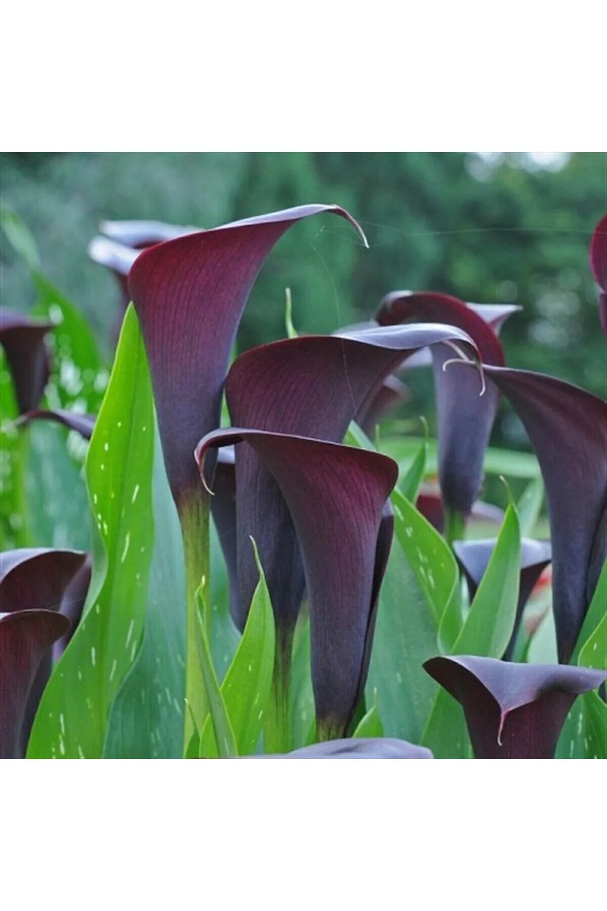 Калла флейм. Калла Zantedeschia. Zantedeschia Odessa Калла. Калла эфиопская Зантедеския. Зантедеския белопятнистая.