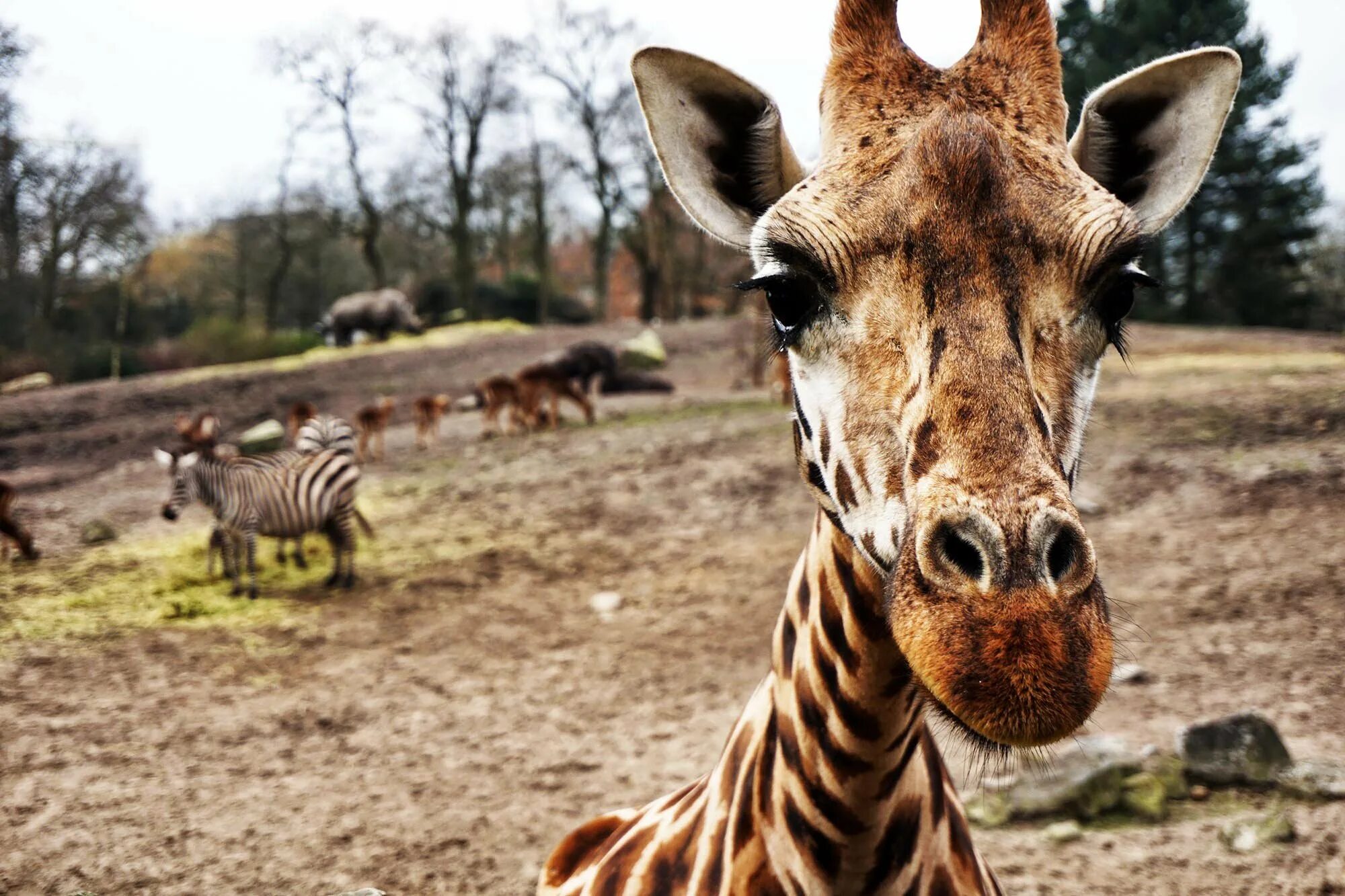 Giraffes are thin than hippos