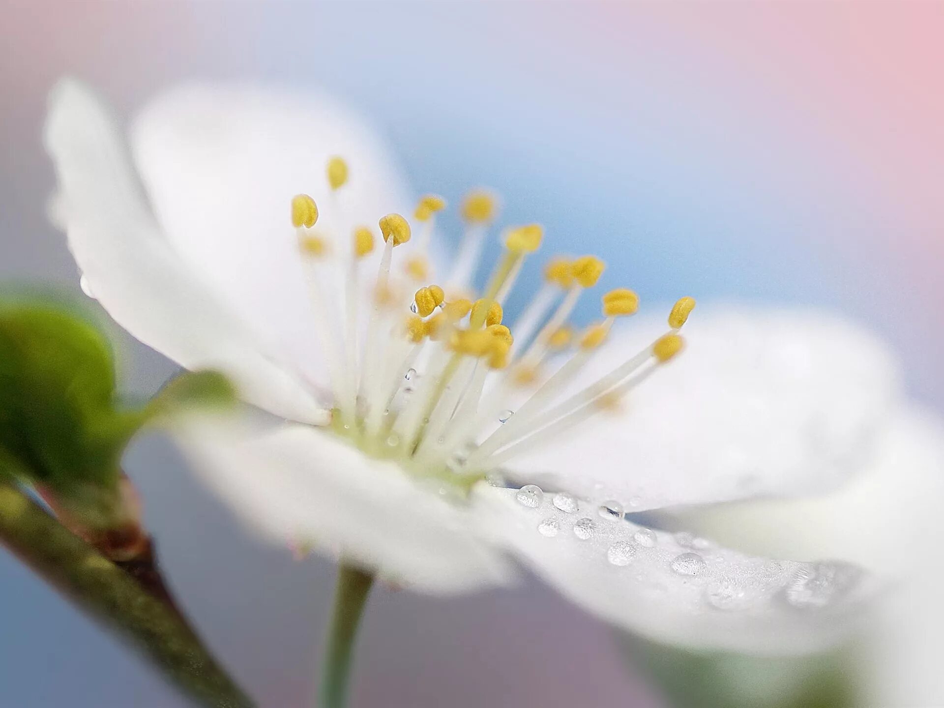 Белый цветок макро. Цветы Макросъемка. Белые весенние цветы. Весенние цветы макро.