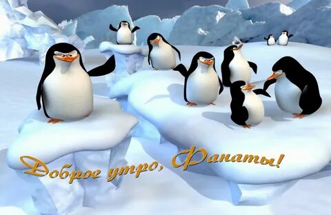 Пингвины на льдине