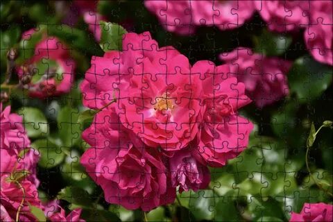 Rose h