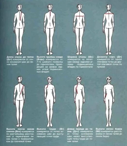 Сиповка отличия. Идеальные пропорции женской фигуры. Идеальные параметры женской фигуры. Идеальные параметры мужской фигуры. Идеальные ноги пропорции.