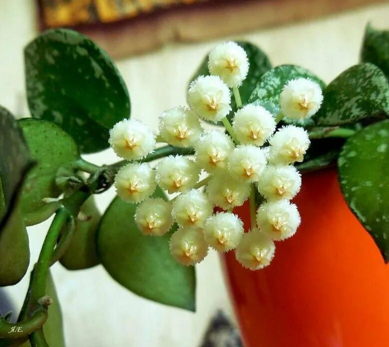 Лакуноза эскимо. Хойя лакуноза. Хойя lacunosa Eskimo. Хойя лакуноза эскимо Hoya lacunosa Eskimo. Хойя лакуноза цветение.