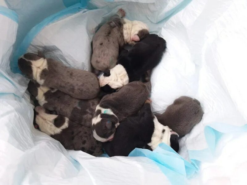 вильдар щекино ветеринарный