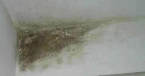 Грибок вода