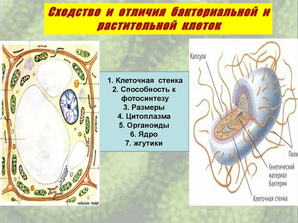 Сходство растительной и бактериальной клетки. Сходство клеток бактерий и растений. Бактериальная и растительная клетка. Растительная и бактериальная клетка сходства и различия.