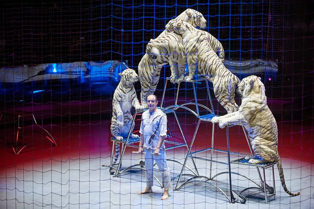 Шоу программа краснодар. Шоу программа краснодар. Бармен шоу на свадьбу. Шоу программа на свадьбу. Директор краснодарского цирка.