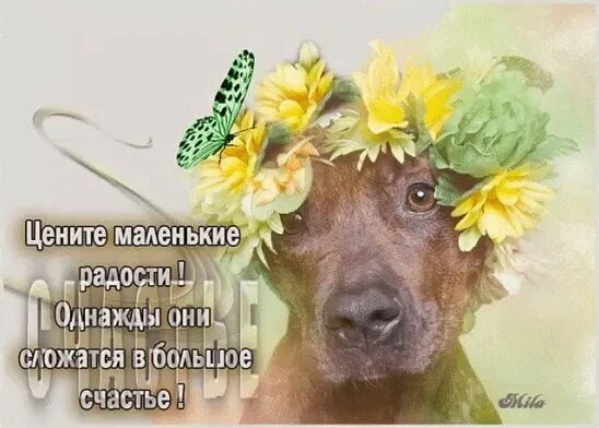 Котик на море. Открытка "на счастье". Детям о счастье. Из маленьких радостей складывается большое счастье. Из маленьких радостей складывается большое счастье.