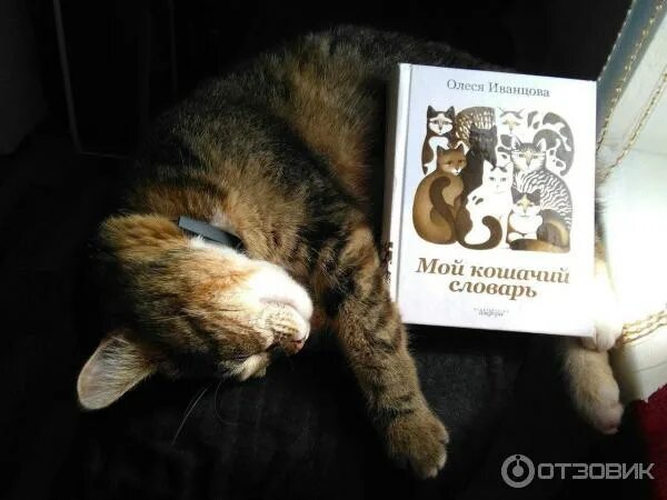 Кошачий язык словарь. Язык кошачьего хвоста. Человеческо кошачий словарь. Русско кошачий словарь. Как изучить кошачий язык.