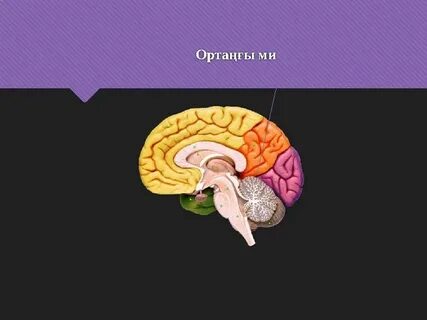 Макс пен Катя асханадағы секс