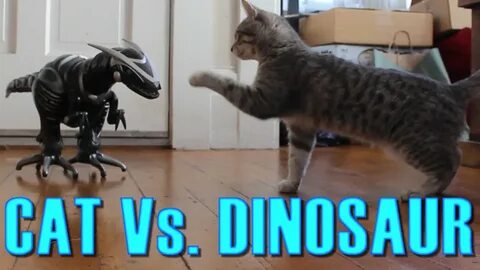 Alex and dino my cats