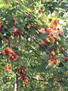 Urban fruit