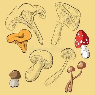 Collecting mushrooms