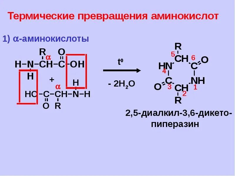 Образует полипептид. Образование полипептида. Аминокислота полипептид. Схема образования полипептида. Белки полипептиды аминокислоты.