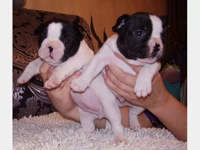 Выставка ркф французский бульдог. Подпалый французский бульдог. Французский бульдог щенок девочка. Воронеж щенки французского бульдога. Французский бульдог тигровый окрас.