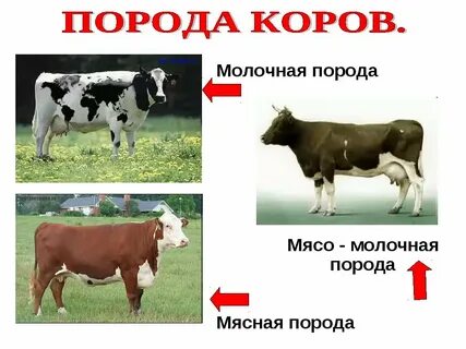 Названия крупного рогатого скота