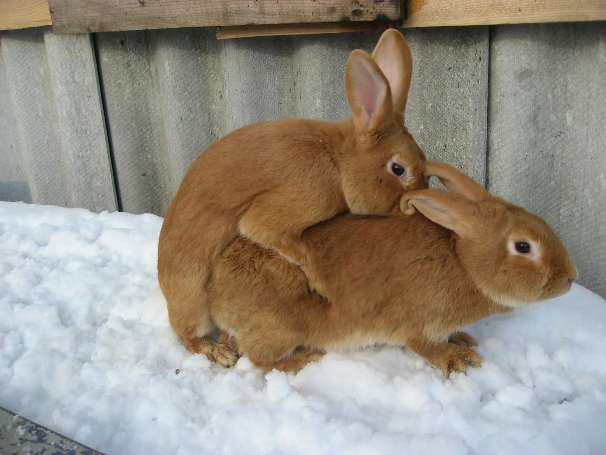Six rabbits
