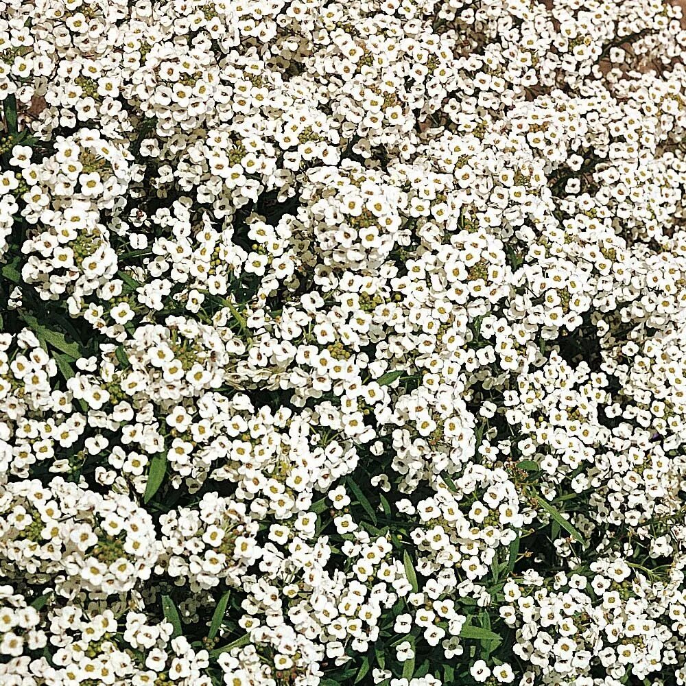 Алиссум Lobularia maritima. Алиссум Уайт. Алиссум Вондерленд Вайт. Алиссум и гипсофила. Название цветов мелкие белого цвета