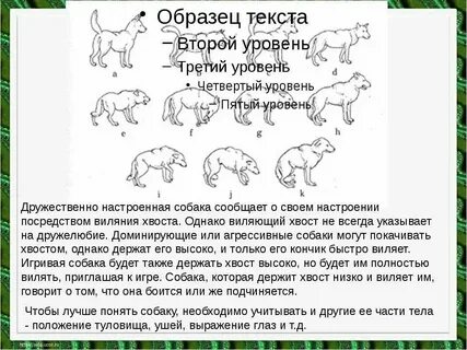 Понимают ли животные речь