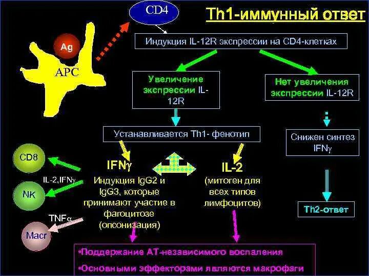 Первый иммунный ответ. Клеточный иммунный ответ th1. Th1 и th2 пути иммунного. Схема th1 иммунного ответа. Th1 зависимый иммунный ответ.