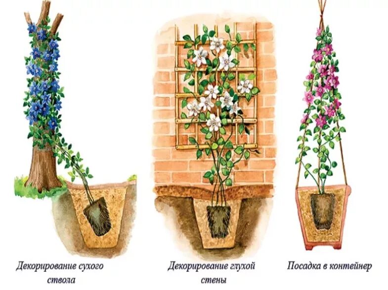 Клематис какая почва. Клематис посадка. Плетистые розы и клематисы. Клематисы прищипывание. Клематисы корневая.