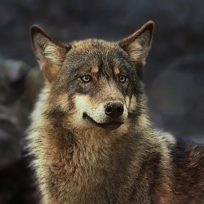 Волк. Цитаты Волков. Красивый волк. Фразы волка.