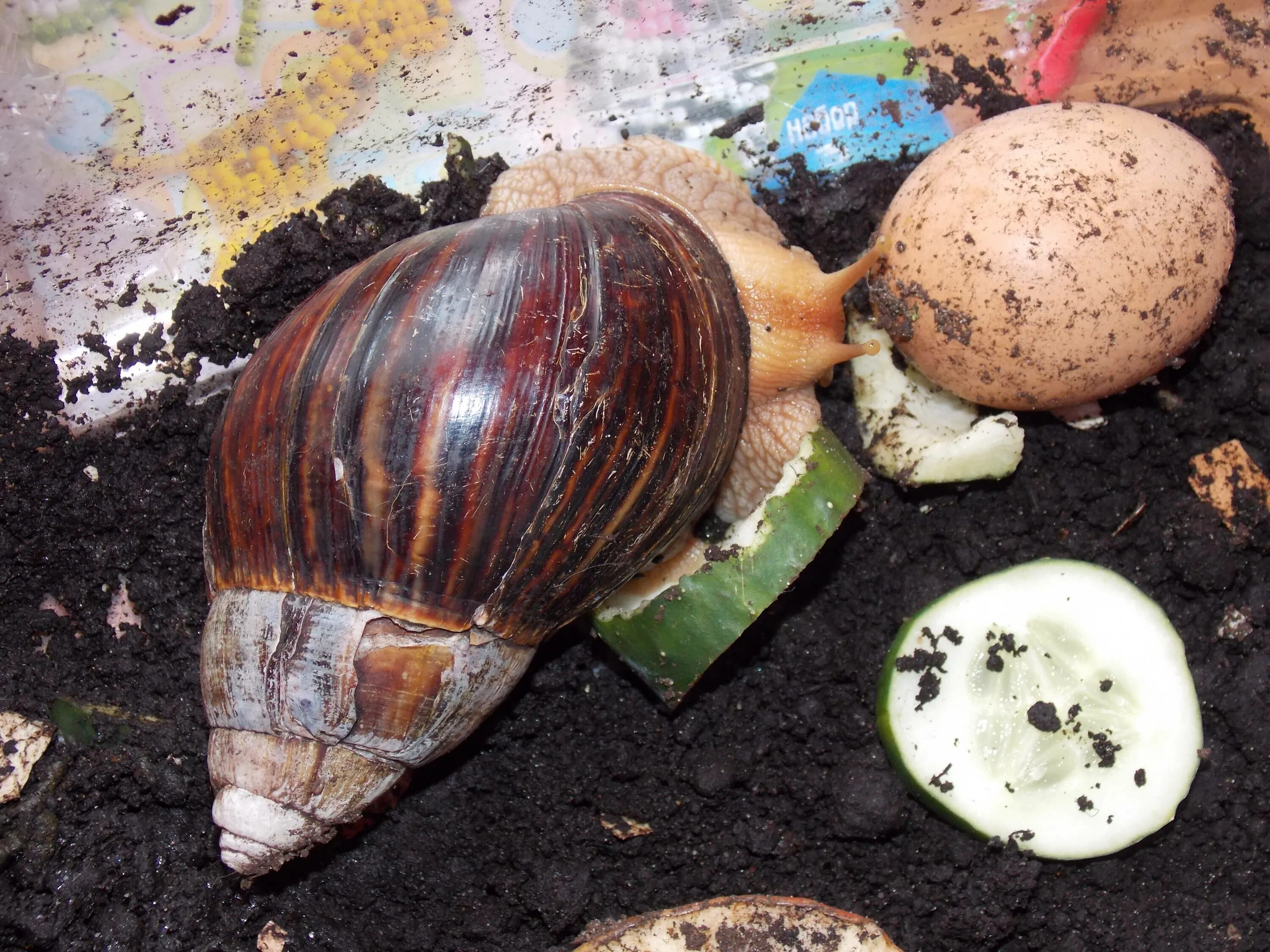 Улитка ахатина питание. Можно ли улиткам картошку. Улитка ахатина банан. Можно ли улиткам картошку. Улитка ахатина раковина.