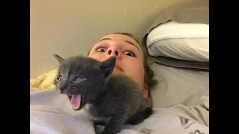 Включи кот будет