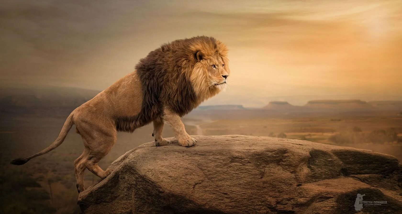 Отдыхающие львы. Лев на скале. Лев на склоне. Лев сидит. Африканский лев.