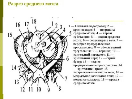 Водопровод среднего мозга