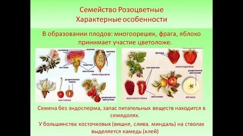 Плоды семейств растений