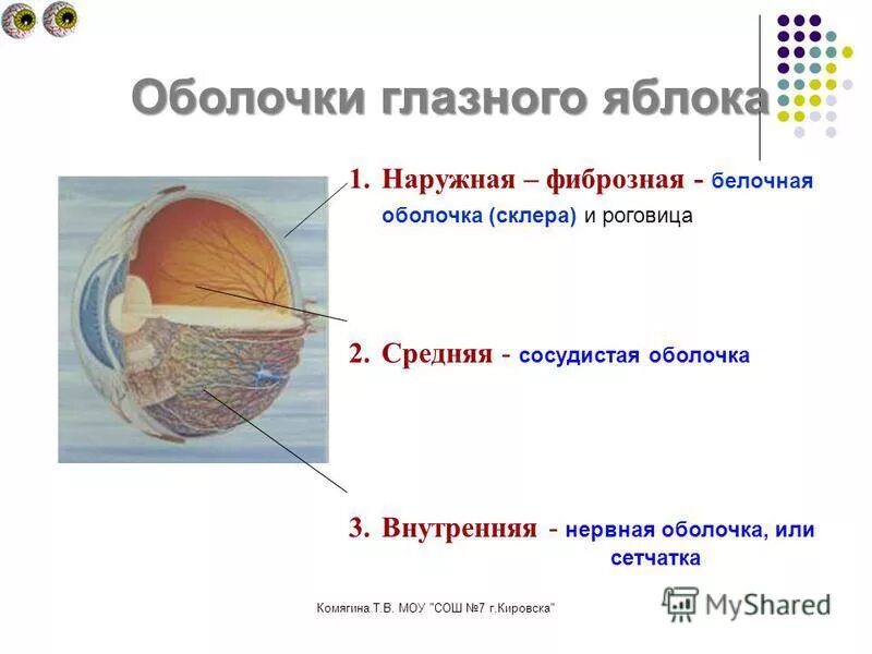 Сетчатка сосудистая белочная оболочки глазного. Фиброзная оболочка сосудистая оболочка сетчатая оболочка. Глазное яблоко фибриознаяоболочка. Оболочки глаза фиброзная сосудистая сетчатка.