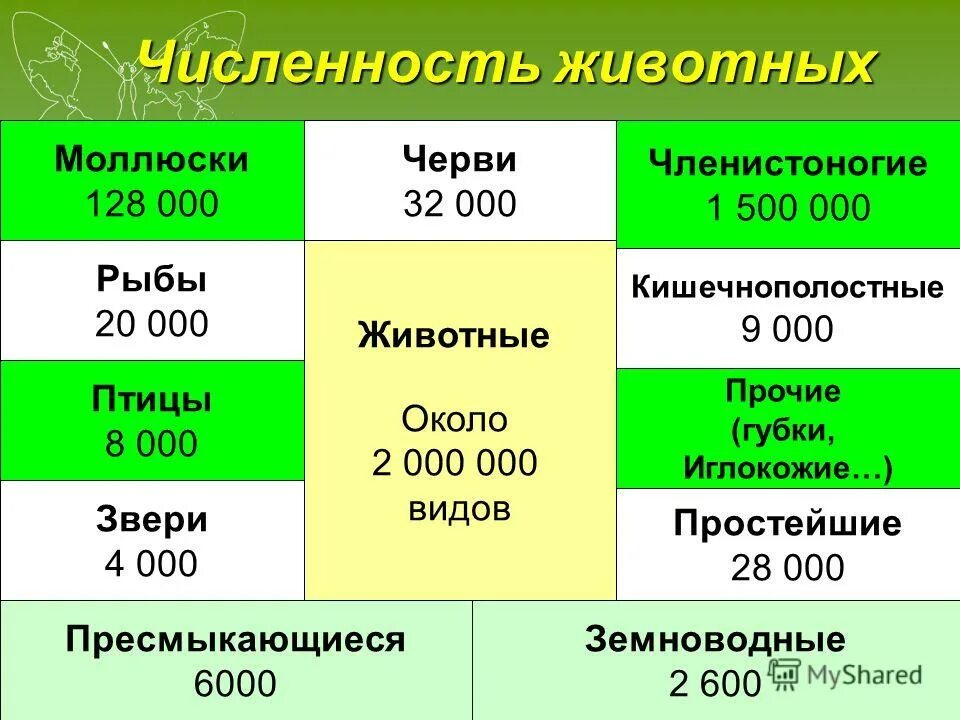 Сколько всего животных на земле. Численность животных. количество видов животных. сколько видов животных на земле. сколько видов животных на земле на данный момент.