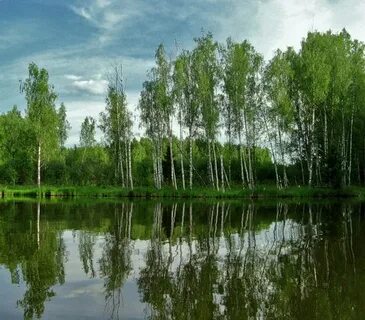 Белый березка река