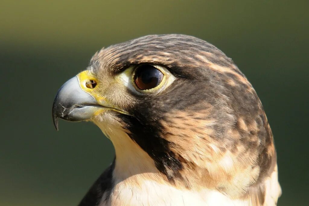 Какой сокол. Сапсан falco peregrinus. хищные птицы сокол сапсан. соколиный глаз. взгляд сокола.