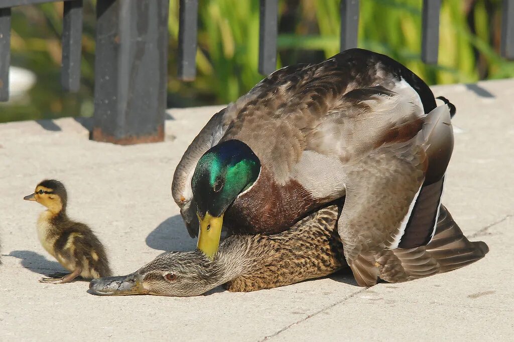 Ducking ru. Утка кряква спаривание. Селезень аргентинской утки. Утки брачный период.