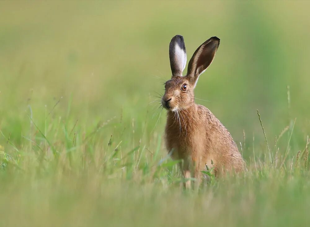 Hare&#039;s