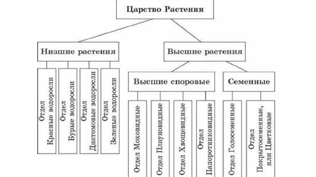 Характеристика систематика растений. Систематика царства растений схема. царство растений классификация. царство растений классификация схема. систематика растений схема полная.