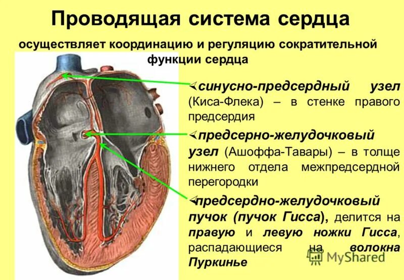 Расположение проводящей системы сердца Научись анализировать ЭКГ за 8 минут часть 2 YouTube