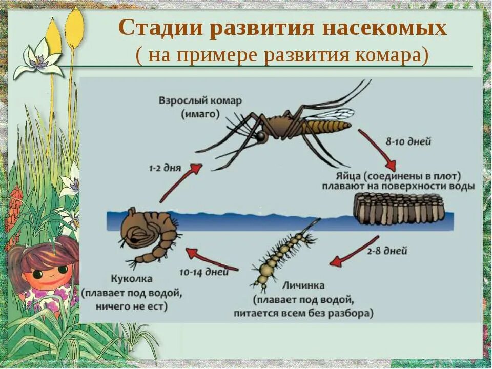 Развития москитов- стадии комаров. Жизненный цикл комара Пискуна. Стадии жизненного цикла комара. Цикл развития насекомых схема.