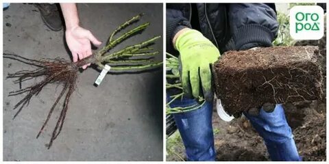 Посадка закрытой корневой системой