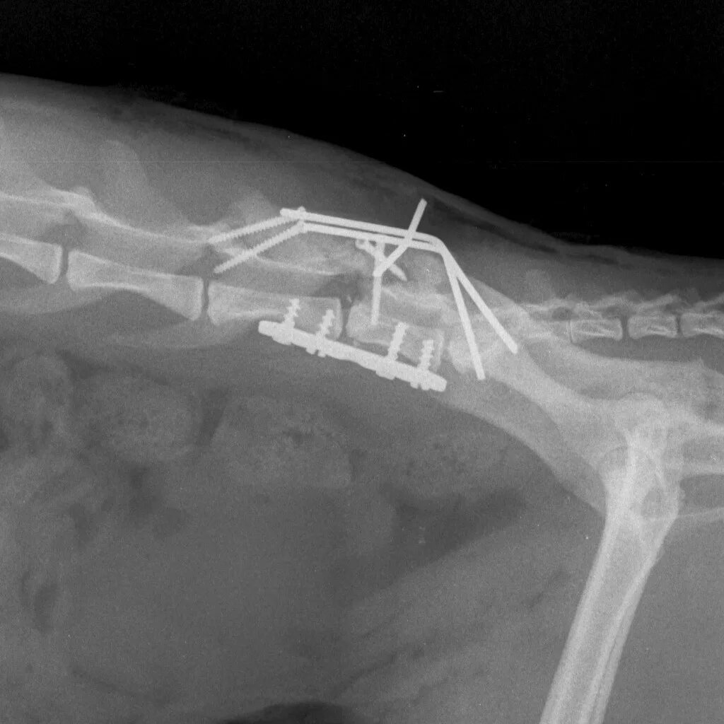 Перелом позвоночника остеосинтез рентген. Компрессионный перелом позвоночника у кота. Перелом позвоночника у собаки рентген. Остеосинтез позвоночника кошки рентген. Компрессионная операция на позвоночнике