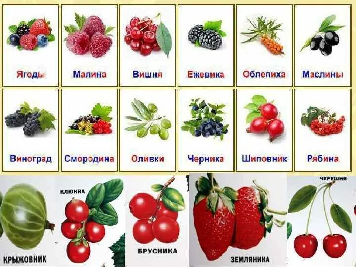 Название по картинке. Ягоды названия. Ягоды Лесные и садовые. Садовые ягоды названия. Ягоды для детей.