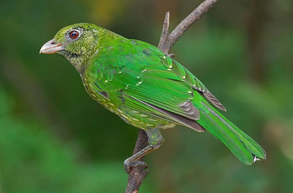 Зеленая птичка название. Зелёный САИ птица танагровых. Ailuroedus crassirostris. Изумрудный туканет. Птица зелёного цвета.